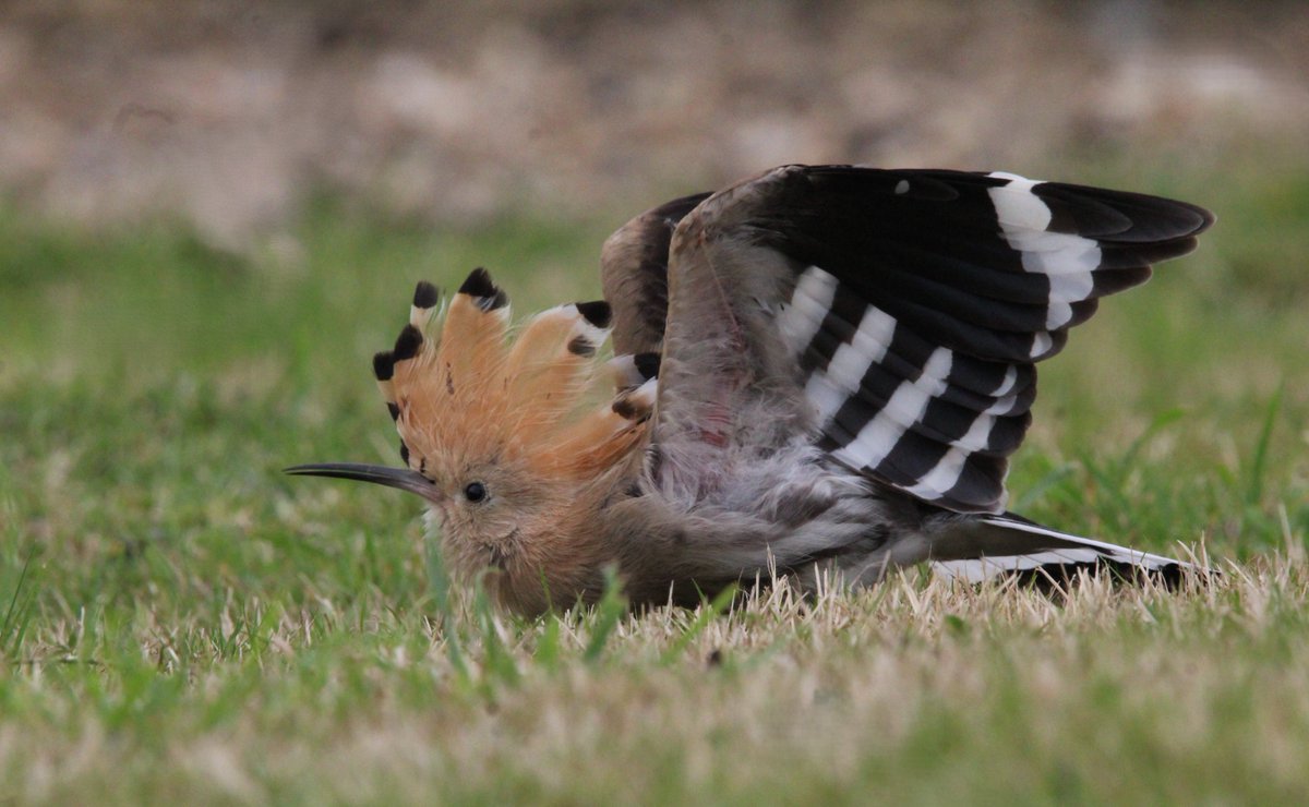 Saw my rarest, 3rd rarest and 4th rarest birds in the UK today with <a href="/NoahBai14527125/">Noah Bailey</a> and <a href="/TSbirding/">Toby’s Birding</a> ! Red Throated Diver, Hoopoe, Asian Desert Warbler, Siberian stonechat and Bearded Reedling were lifers. 🥳

Huge thanks to my dad for doing 12+ hours of driving this weekend ❤️