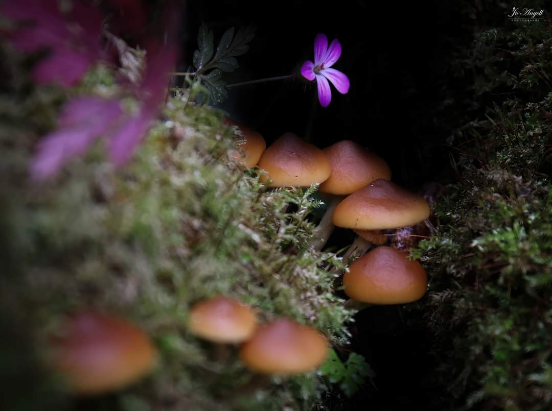 Jo Angell (@joangell5) on Twitter photo A selection of fungi in the woods.
<a href="/CanonUKandIE/">Canon UK and Ireland</a> <a href="/SigmaImagingUK/">SIGMA UK</a> <a href="/TheParksTrust/">The Parks Trust</a> #theparkstrust <a href="/scenesfromMK/">scenesfromMK</a> #buckinghamshire A selection of fungi in the woods.
<a href="/CanonUKandIE/">Canon UK and Ireland</a> <a href="/SigmaImagingUK/">SIGMA UK</a> <a href="/TheParksTrust/">The Parks Trust</a> #theparkstrust <a href="/scenesfromMK/">scenesfromMK</a> #buckinghamshire