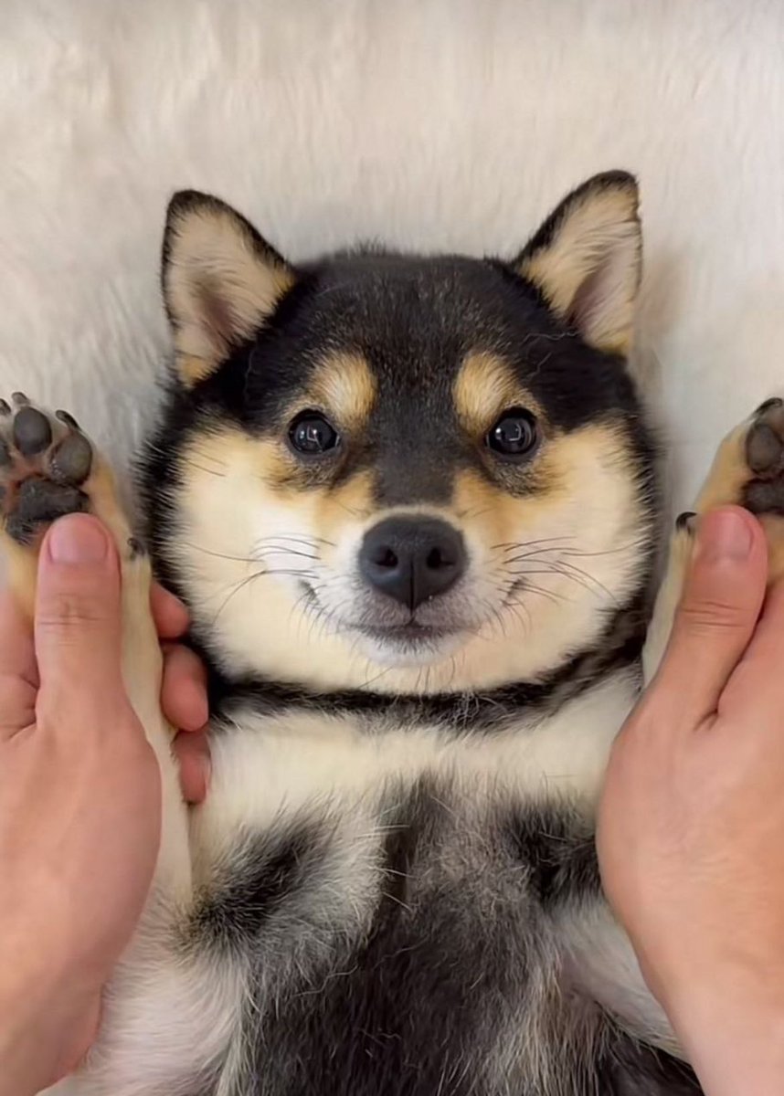 _Shadow36's tweet image. IN CASE YOU FORGOT

PAMPERED

PROTECTED

POWERFUL 

$MANYU