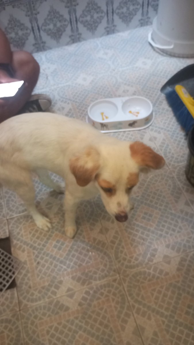 kamenih01's tweet photo. Tengo un perrillo nuevo, se llama rice (come arroz) lo voy a cuidar mucho https://t.co/MplkmOe1lI