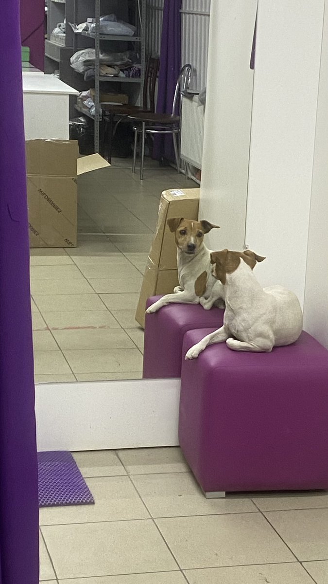 Tasha Green tweet media