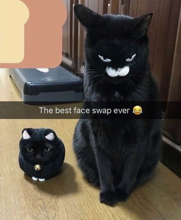 cats who share one braincell (@catbraincell) on Twitter photo 