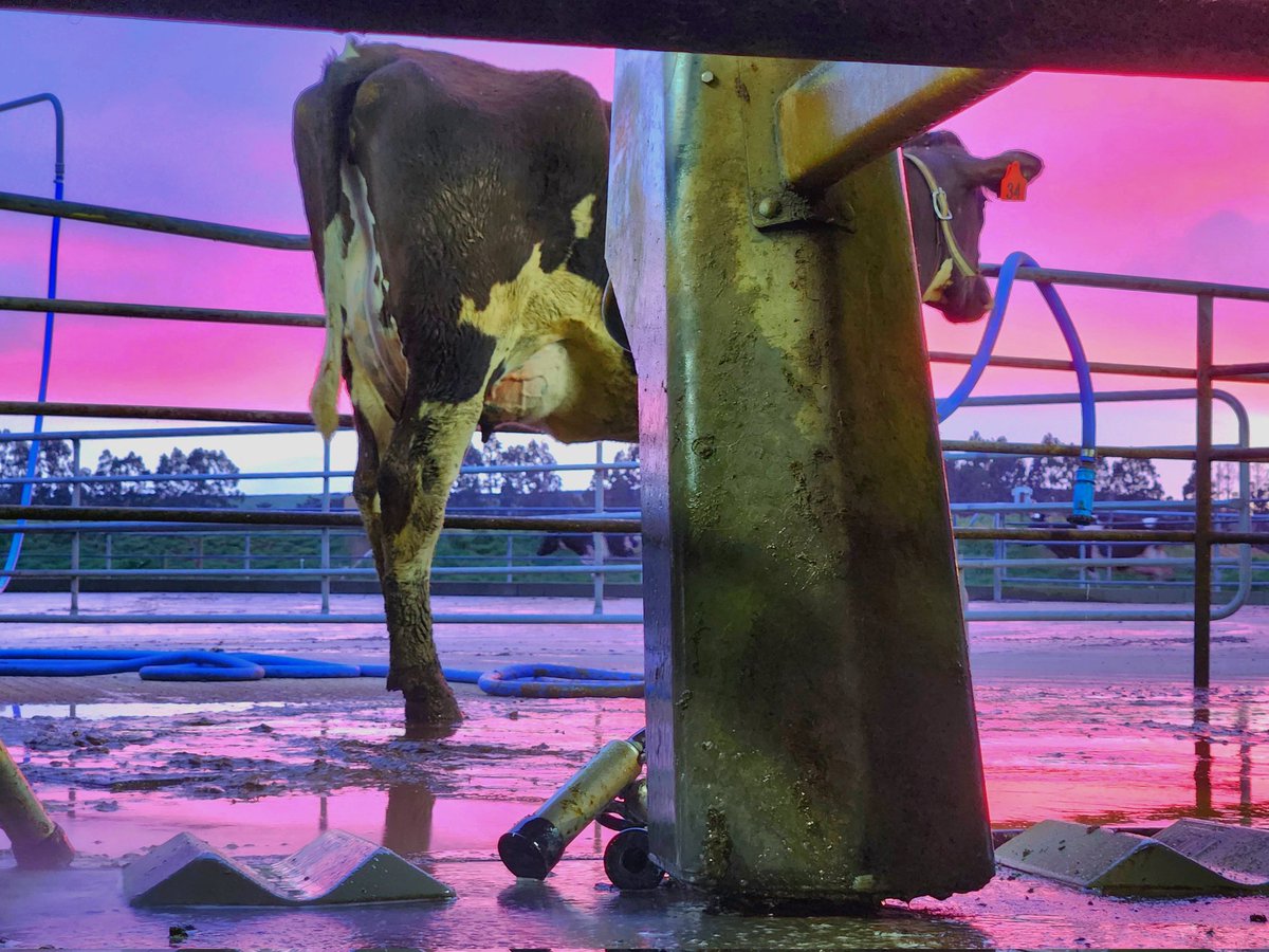 First of 5 herd tests done and dusted. Now the long wait for the results!