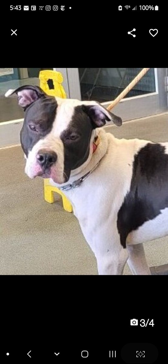 MyBoxerLuvMac1's tweet image. 💞Rambo💞
▪️To Be Killed: 10/8💉 #NYCACC #165705 4y

Precious sweetie's💔, arrived yesterday, already kill listed!
Anxious, scared!
Goes from playful, 2 tense, quickly.
Needs loving, N.East #Foster, 2 decompress.

DM @notthesameone2
Pls #pledge4ResQ
💞Ram
nycacc.app/browse/165705