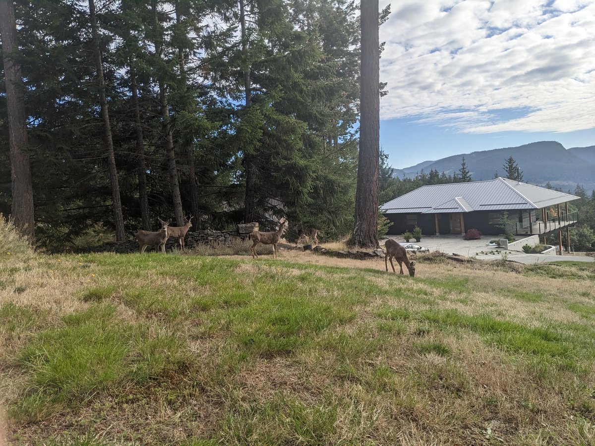 pnelworthy's tweet photo. Trying to get some writing done and this whole crew shows up https://t.co/bnFM9pcmXI