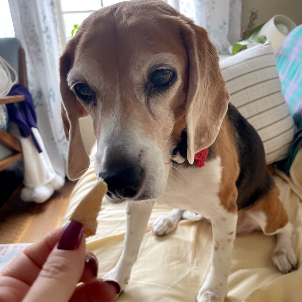 BeaglePasha's tweet photo. Yesterday’s task was tough!!! Had to quality check the crumpets from @thecrumpetshop #beagleproblems #liveyourbestlife #arroooo https://t.co/dtH7dMNiYV