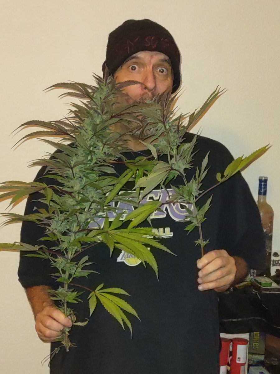 SinCityBossRox's tweet photo. And so it begins... #Harvest #TrimmingTheTree https://t.co/q8lN3avJ0a