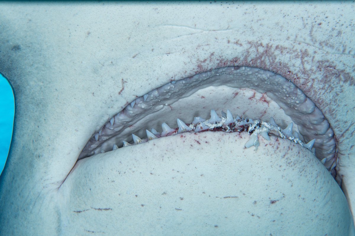 Many people cannot identify this species by its teeth.