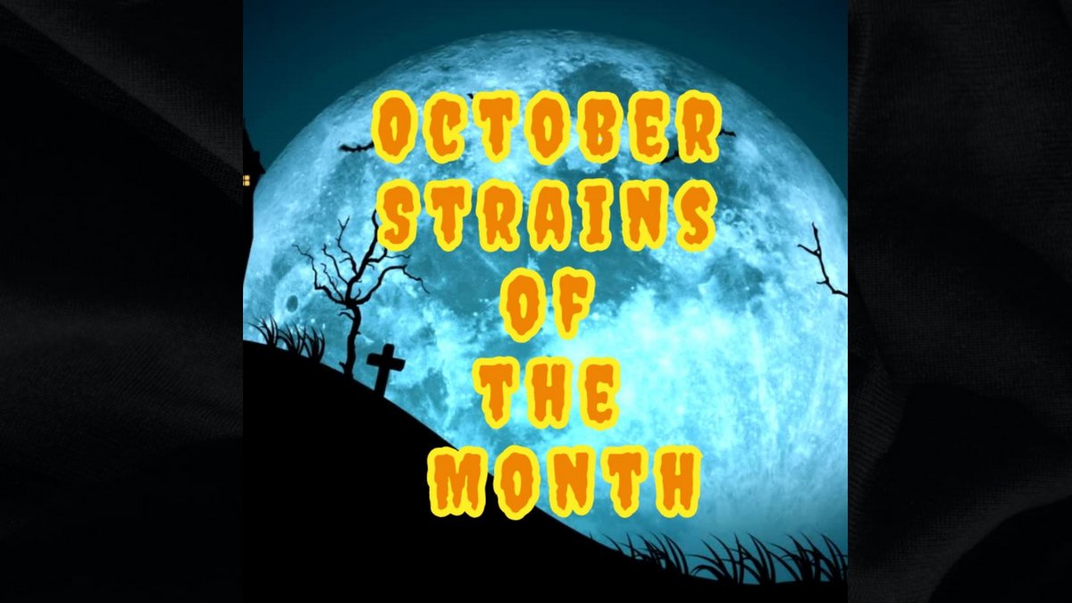 MoscaSeeds's tweet photo. It's OCTOBER!ππCheck out our STRAINS OF THE MONTH: Blackout Auto and Dread Zeppelin! https://t.co/Ue1cWF8aR6
#moscaseeds #cannabis #cannabiscommunity #cannabisculture #CannabisNews #Mmemberville #CannabisIllinois #420 #CannabisNews #Mmemberville #ilmmj #SupportLocalWeedn https://t.co/2Bc8hAYo3h