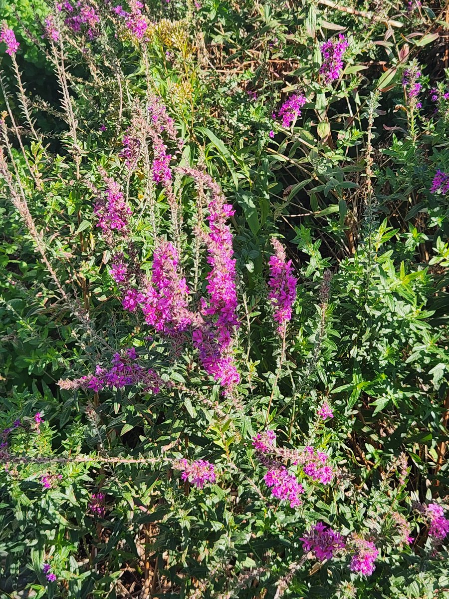 moemama_choloko's tweet image. 皆様 𝔾𝕠𝕠𝕕𝕞𝕠𝕣𝕟𝕚𝕟𝕘 ❀.*･ﾟ
10.7度雨の北海道です☔
月初めちとバタバタしてました😅
日曜日は地元の秋祭りでした🍁
コーンスープが甘くて美味しかったです(*´ч`*)
皆様改めて10月も今週も宜しくお願いします┏○ﾍﾟｺｯ