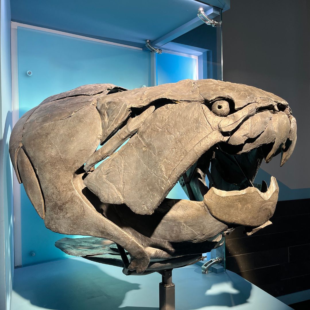 Dunkleosteus was the top predator 365 million years ago. It grew up to 4 m long and weighed as much as a beluga whale. It did not have teeth. Instead, the bones of its jaw formed jagged, self-sharpening razor-like edges that were perfect for cutting prey.