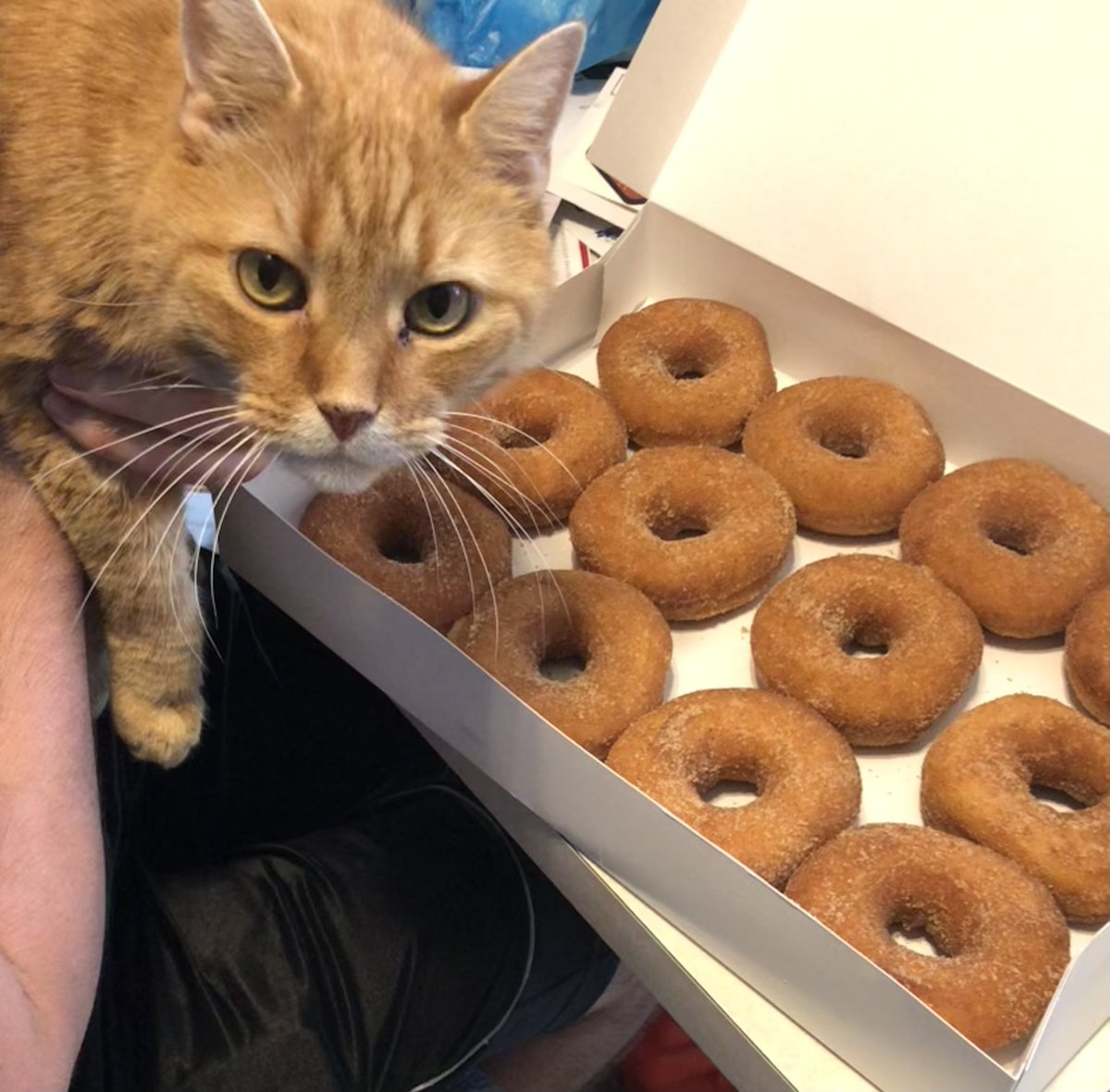 susan_rudin's tweet photo. Hey Odie @OdieOrville !
Tigger @OrangeDude2020 and I got some donuts today. We thought about you. We hope that you enjoyed some yummy donuts, too. ๐ฉ๐
#DonutSunday https://t.co/CO3Mf89B01