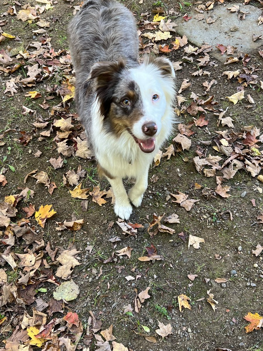 Craig tweet media