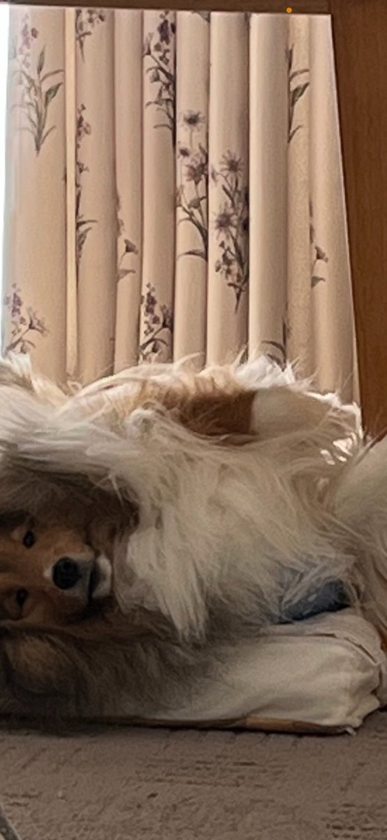 おはよーございます……むにゃぁ。