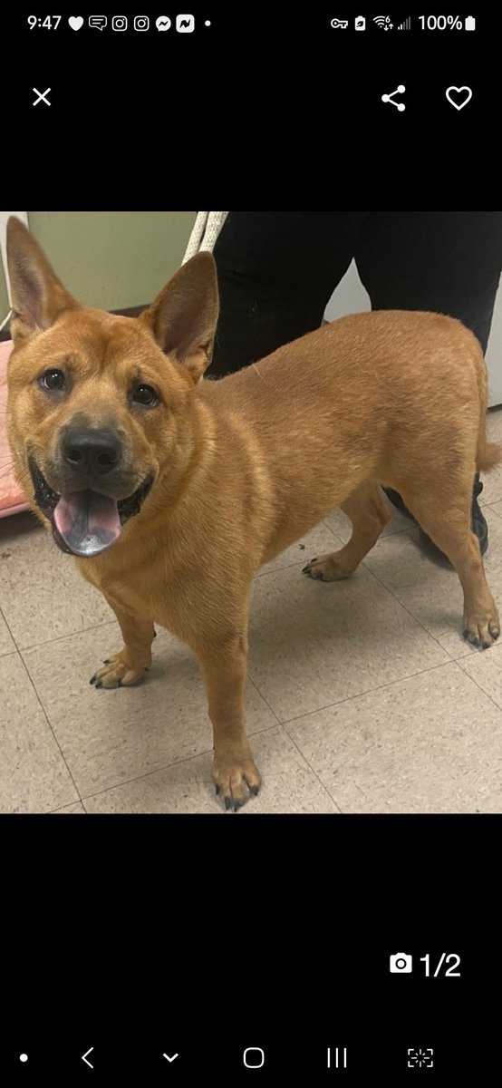 MyBoxerLuvMac1's tweet image. 💞Simba💞
#NYCACC #147514 3y
▪️To Be Killed: 10/8💉
▪️Reserve Fell Thru!
▪️LAST Chance!

Precious sweetie's💔
Loving, loyal
Loves 2 run/play
Terrified, allows min handling
Needs loving, N.East #Foster, 2 decompress.

DM @notthesameone2
Pls #pledge4resQ
💞S
nycacc.app/browse/147514