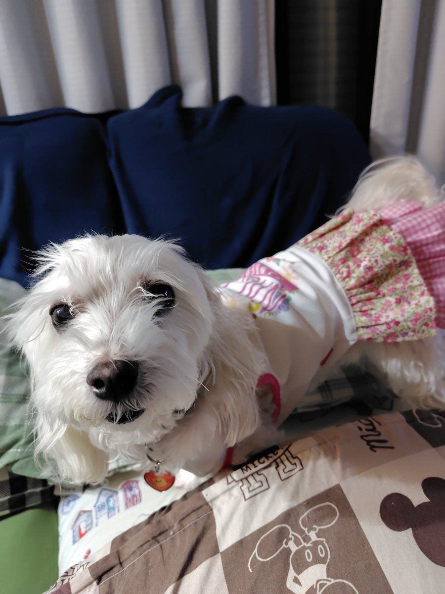 white7514white's tweet photo. おはようございます
昨日、なごみが入院して
しまいました。

咳が続いていたので
抗生剤と咳止めを飲んで
咳はよくなりましたが
2日くらい前から
クシャミが(   >д<).;':！

食欲も無いので病院へ
炎症反応が高いため
入院に(´；ω；｀)

無事に帰ってきてね https://t.co/DHtqUchz9q