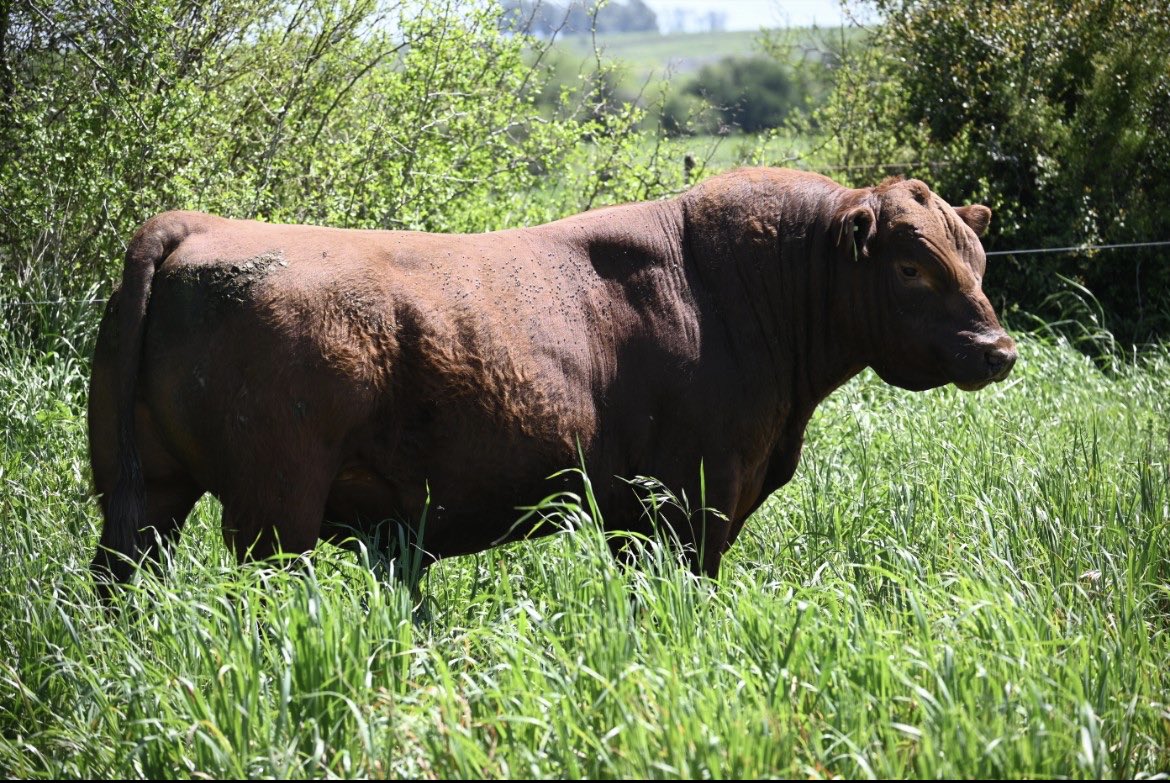 Algo más de nuestro trabajo que ofreceremos el próximo Sábado 12 en la Sociedad Fomento de Flores!

Bajo el martillo de <a href="/ramosgarciaagro/">Ramos&Garcia</a> y @gustavobassonr 

Videos y preofertas👇

clicrural.com.uy/remate/25561