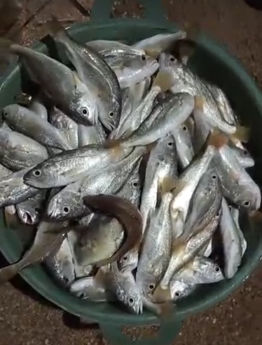 Angga_SH87's tweet photo. Rabu, 14 Agustus 2024.
Hasil tangkapan Bpk Mardin nelayan desa Cupat kec.Parittiga
Ikan Gelama (15kg) dgn hrg jual 20.000 dipasarkan diseputaran desa cupat
#GiatLuhkanSatminkalBRPPUPP 
#Luhlapor 
#bangkabarat https://t.co/tjcP92v30E