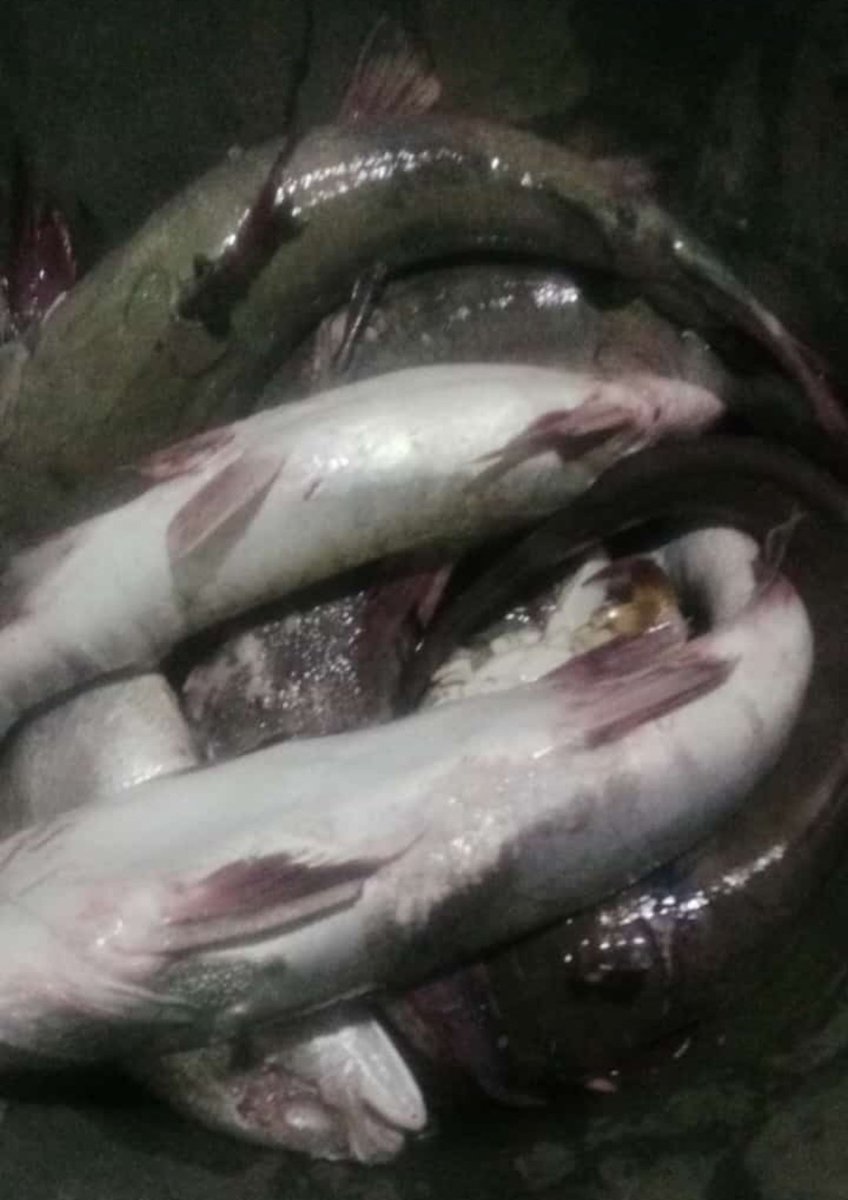 Angga_SH87's tweet photo. Jumat, 30 Agustus 2024.
Hasil tangkapan Bpk Aten  nelayan desa Bakit kec.Parittiga
Ikan Badukang (19kg) dgn hrg jual 30.000 dipasarkan diseputaran desa Bakit
#GiatLuhkanSatminkalBRPPUPP 
#Luhlapor 
#bangkabarat https://t.co/orI3CUsRrh