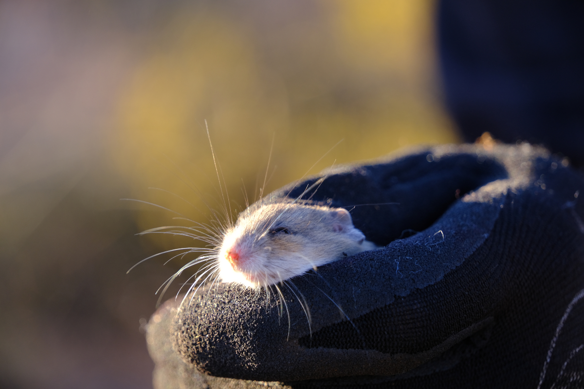 AWLandscapeSA's tweet photo. Mammal Monday
Whiskers galore on this sandy inland mouse (Pseudomys hermannsburgensis), caught in a fauna survey in Yellabinna. These mice spend their days in deep burrows, emerging at night to forage for seeds and small invertebrates.

#wildoz #nativefauna #mouse https://t.co/Qe2mA3AnPy