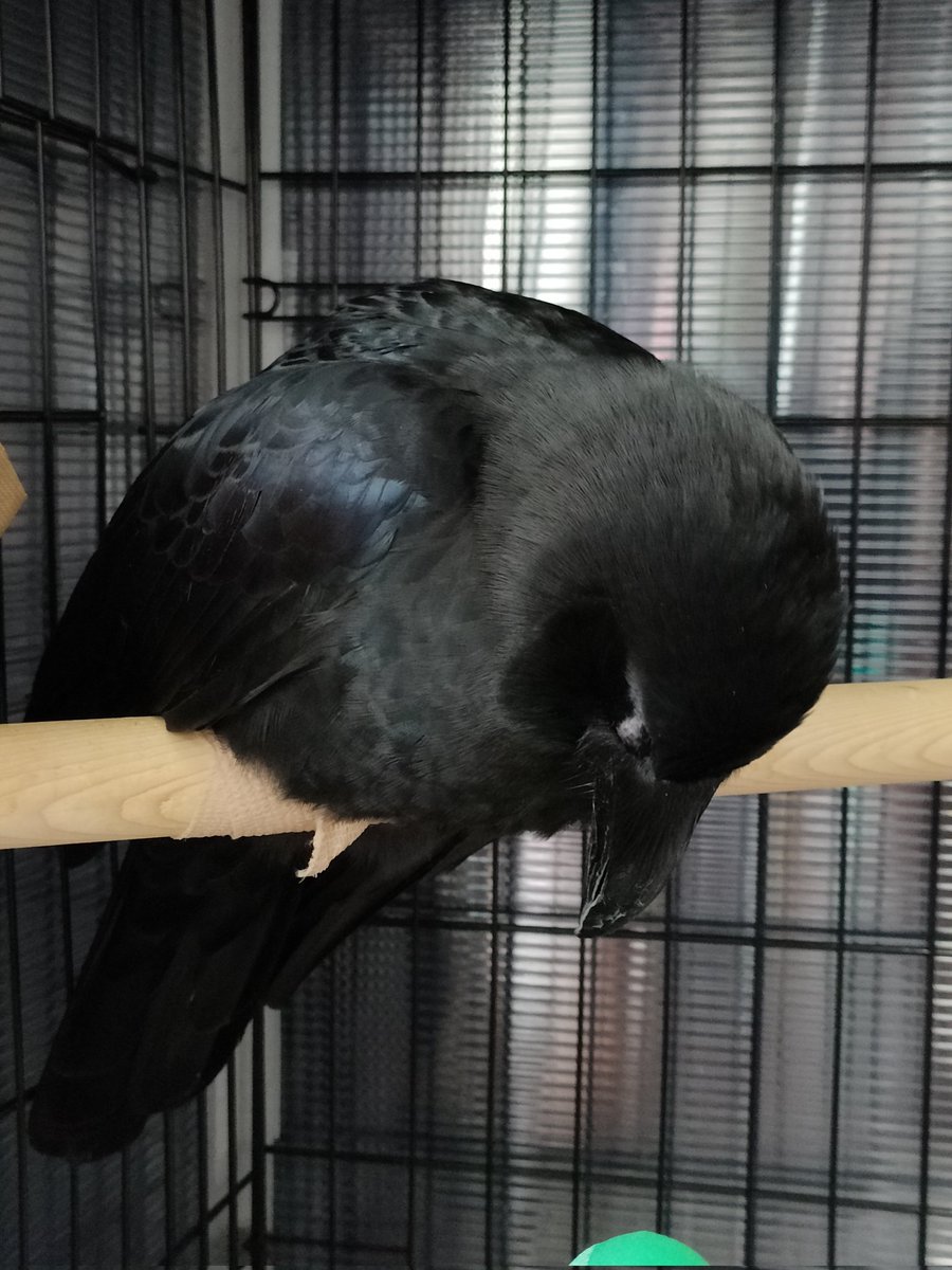 寝てるとこ撮ろうとしたら気づかれてｶﾞﾙﾙやったはいいものの眠すぎてそのままの姿勢で寝始めちゃった子