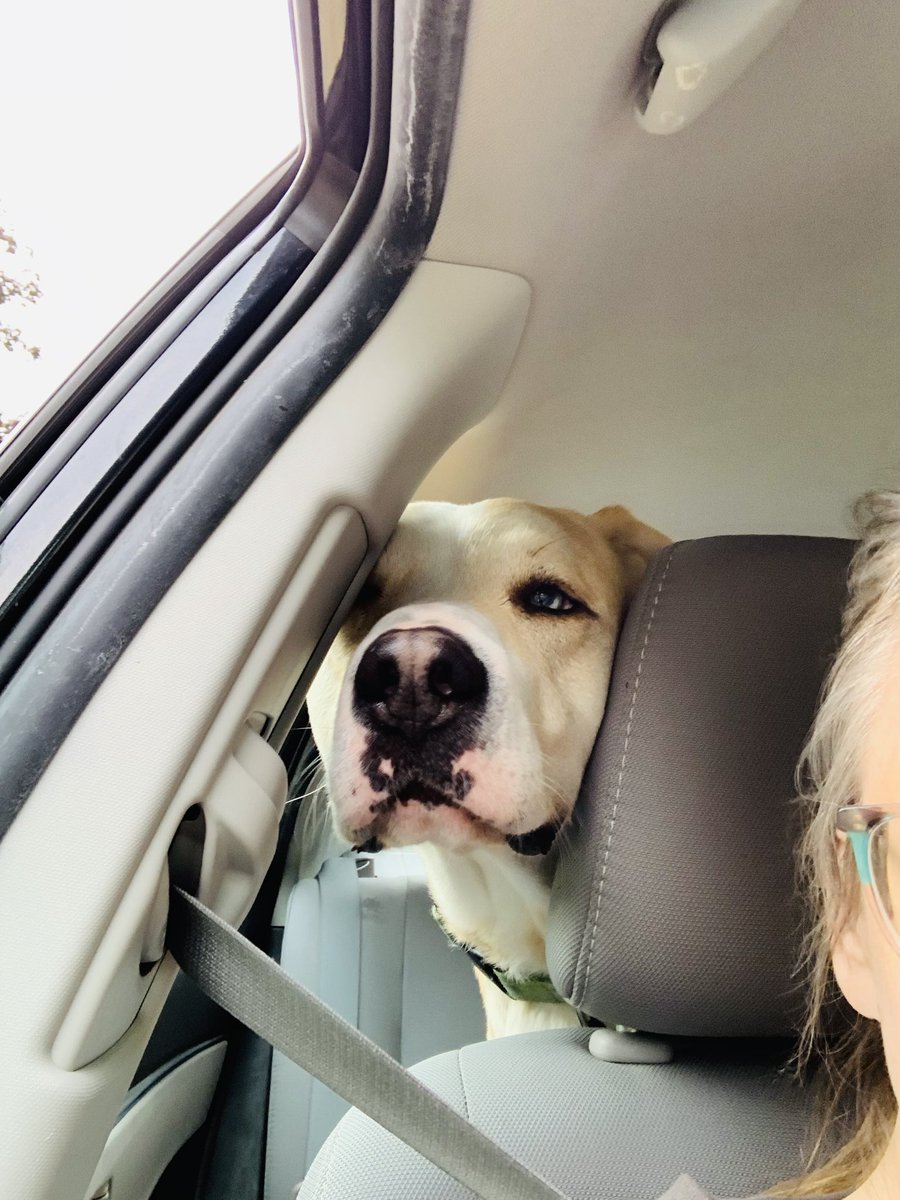 MsKackiV's tweet photo. Gordy accomplished so many Firsts this week. He did his first overnight at boarding, he went on a walk at a big busy park, stayed home alone 3x while my husband and I ran errands together for first time since April. He’s coming a long way with managing his anxiety!! https://t.co/uFpOQcigbW