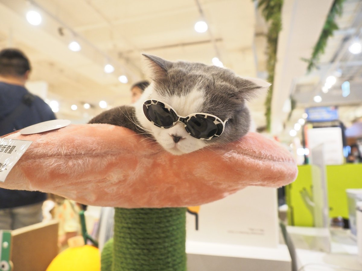 紫夜貓 (@flyccat) on Twitter photo 