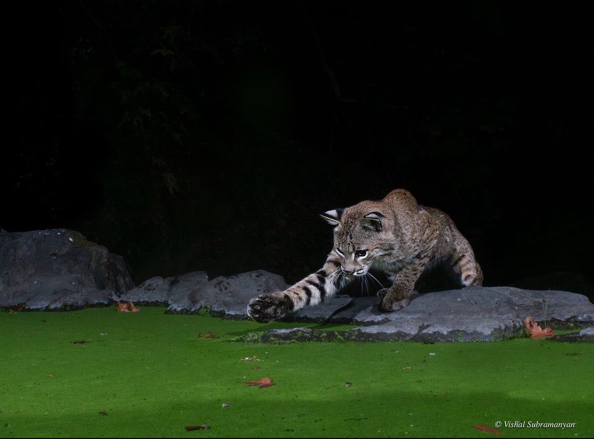 Happy #NationalBobcatDay to all of you beautiful, elusive, solitary creatures out there. 

Camera-trap photo of a young bobcat at the edge of a pond by California Creators for Nature member <a href="/vishalfoto/">Vishal Subramanyan</a>.