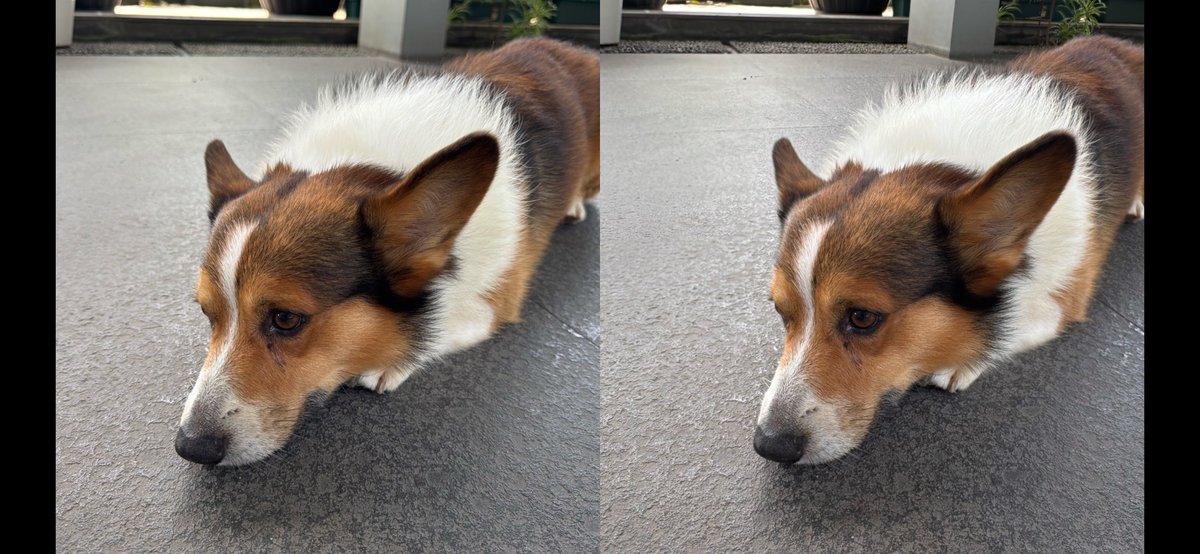 jimmygunawanapp's tweet photo. #spatialify #corgi The spatial on iPhone (16 minus 1) Pro is pretty good; compared to AVP. https://t.co/fwfWI70PYQ