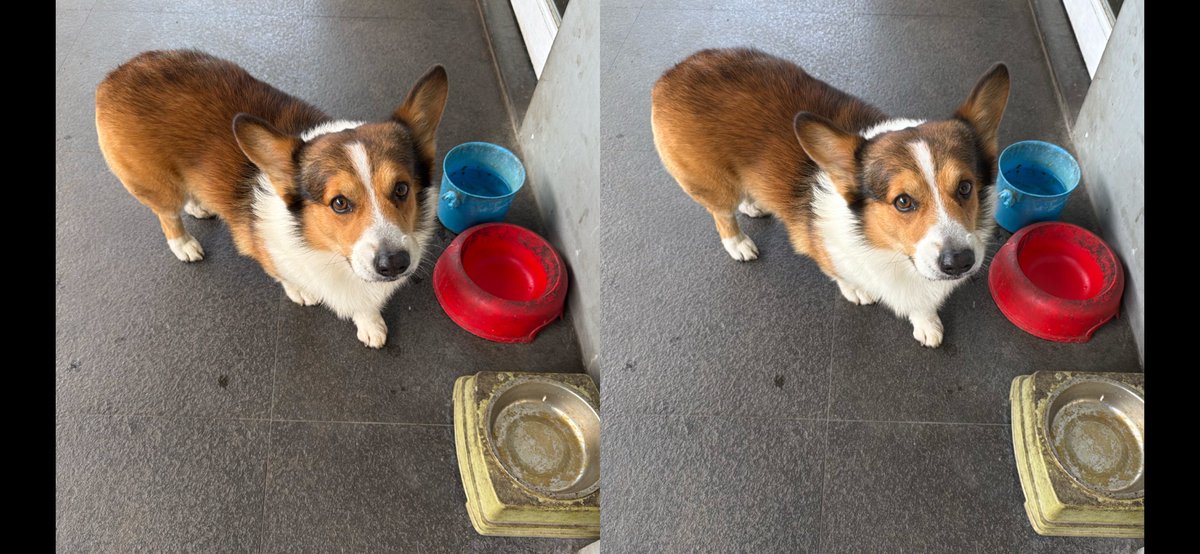 jimmygunawanapp's tweet photo. #spatialify #corgi The spatial on iPhone (16 minus 1) Pro is pretty good; compared to AVP. https://t.co/fwfWI70PYQ