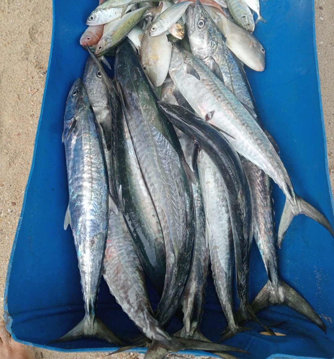 Angga_SH87's tweet photo. Kamis, 18 September 2024.
Hasil tangkapan Bpk Taryudi nelayan desa Teluk Limau kec.Parittiga
Ikan Tenggiri (50kg) dgn hrg jual 70.000 dipasarkan kepengepul kec.parittiga
#GiatLuhkanSatminkalBRPPUPP 
#Luhlapor 
#bangkabarat https://t.co/EacyYaB6jk