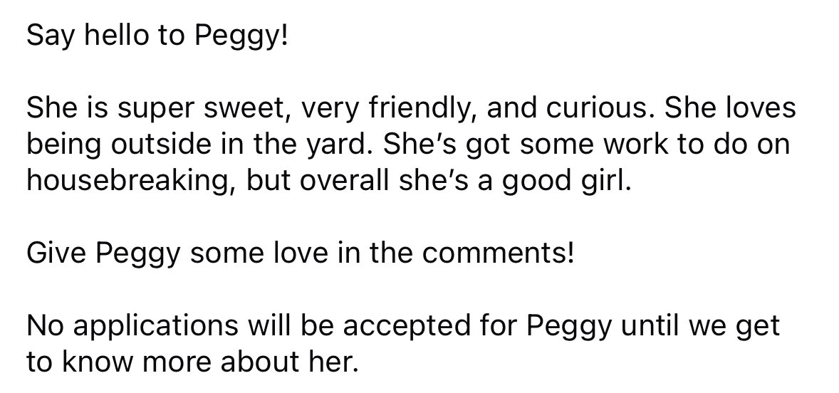 NEBTR's tweet photo. Say hello to Peggy!

She is super sweet, very friendly, and curious. She’s got some work to do on housebreaking, but she’s a good girl!

Give Peggy some love in the comments! 

No applications will be accepted for Peggy until we get to know more about her. https://t.co/JRBmVJwc8O