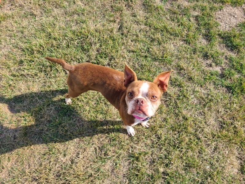 NEBTR's tweet photo. Say hello to Peggy!

She is super sweet, very friendly, and curious. She’s got some work to do on housebreaking, but she’s a good girl!

Give Peggy some love in the comments! 

No applications will be accepted for Peggy until we get to know more about her. https://t.co/JRBmVJwc8O