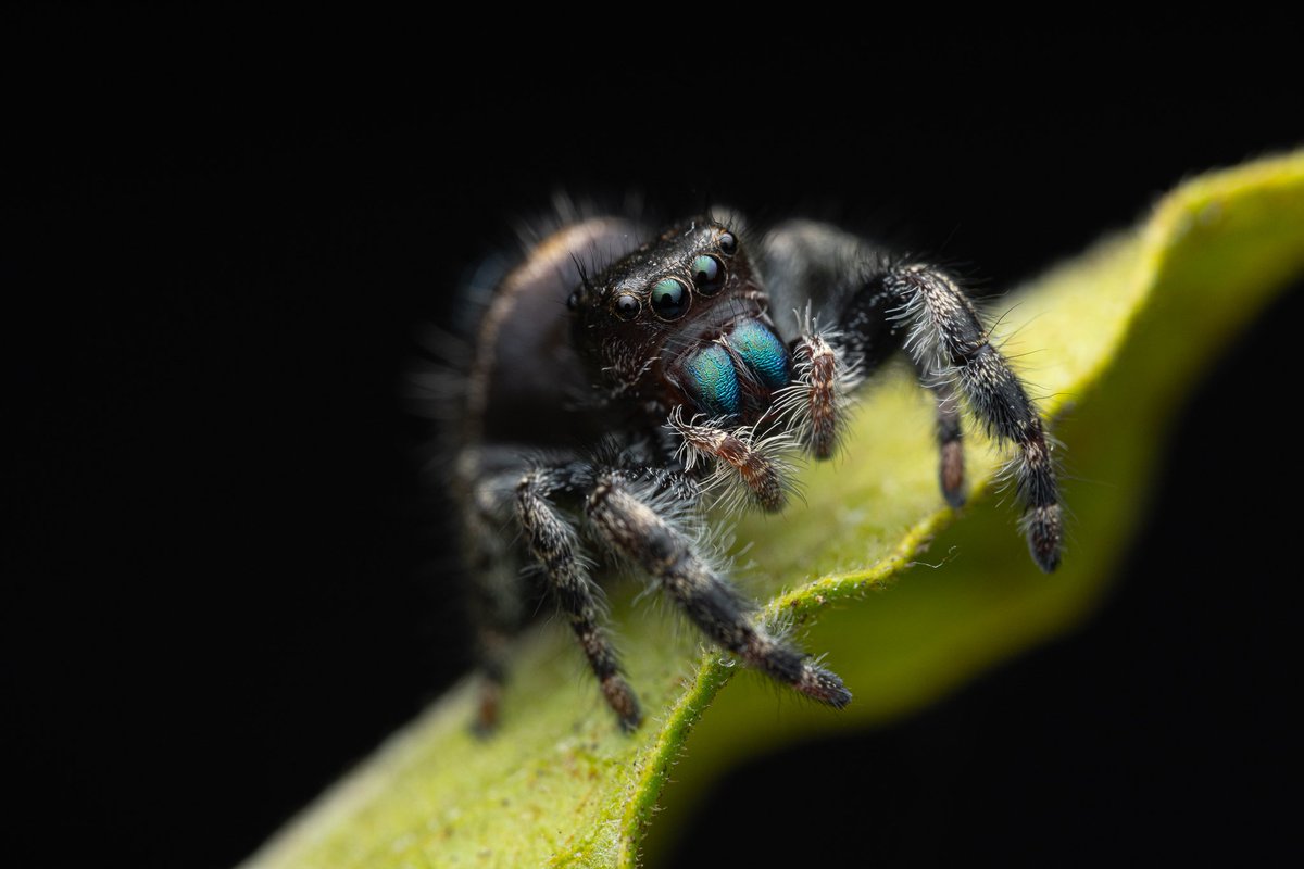 I found this  Phidippus audax in my backyard, why not share her beauty as part of #AracnOctubre #Arachtober?