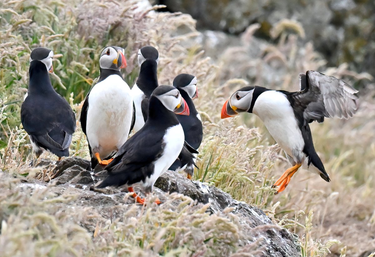 Room for one more? 😁
#TheDailyPuffin 🐦