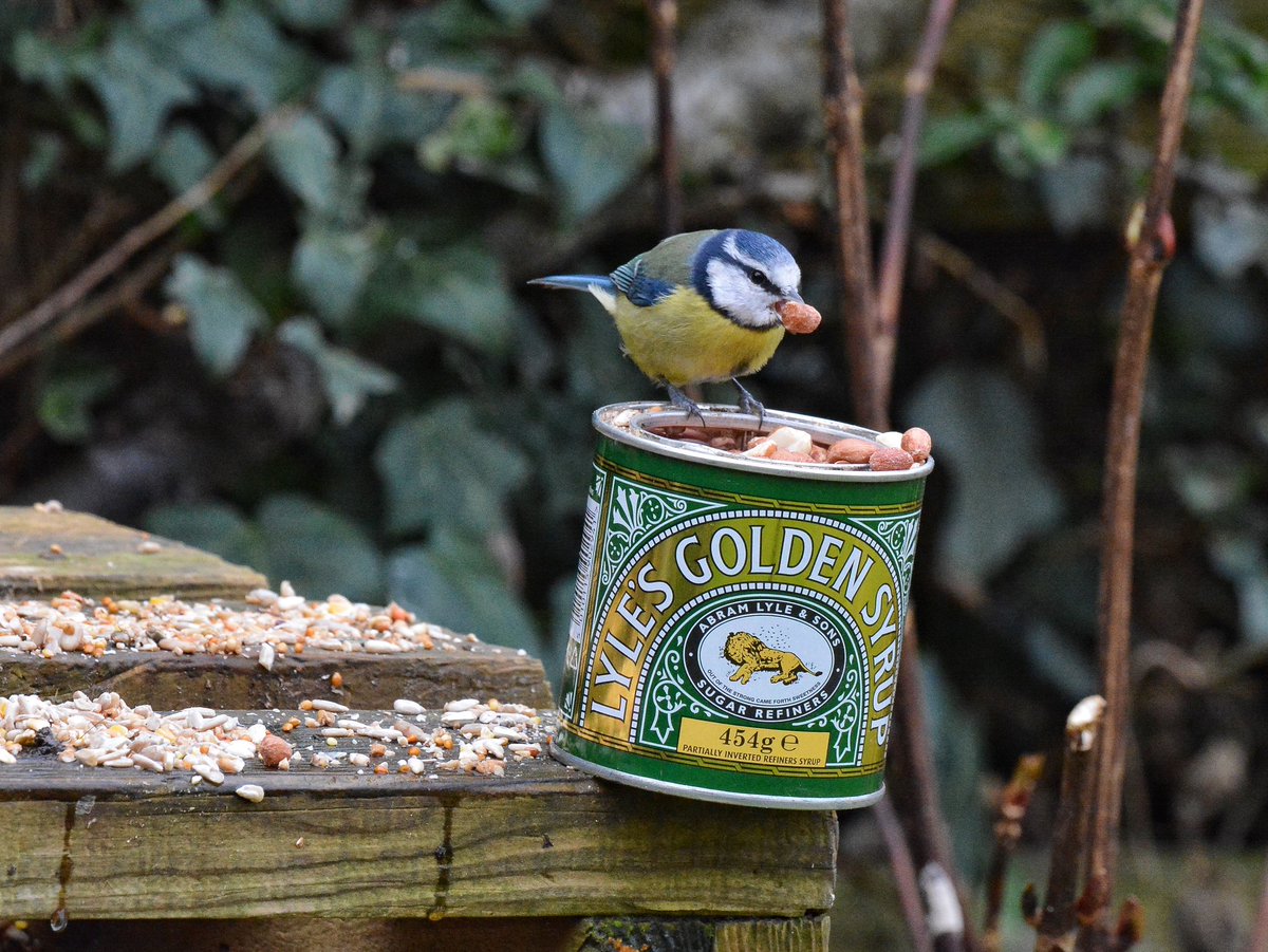 RKW1899's tweet photo. #AlphabetChallenge #WeekNforNumbers
A recycled tin, with Blue Tit https://t.co/75iCToCGiG