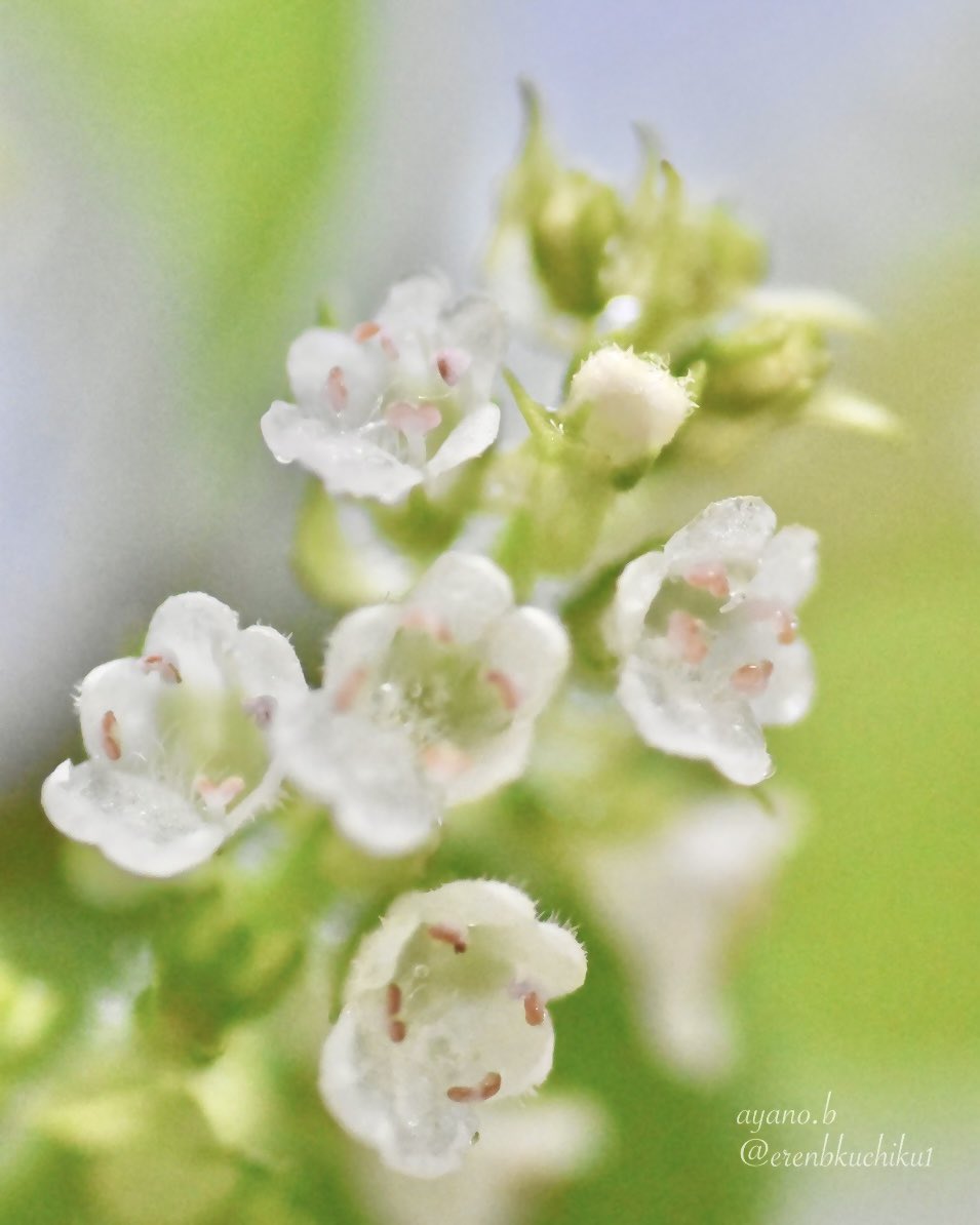 erenbkuchiku1's tweet photo. 青ジソの花
透きとおる白い花に
ピンクの♡が4つずつ入ってます
#JapaneseBasil https://t.co/BdkPuayxBW
