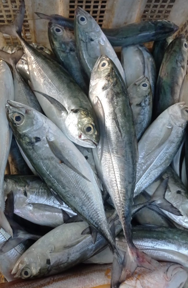 Angga_SH87's tweet photo. Jumat, 30 September 2024.
Hasil tangkapan Bpk dodi nelayan desa Air gantang kec.Parittiga
Ikan singkur (12kg) dgn hrg jual 35.000 dipasarkan didesa air gantang
#GiatLuhkanSatminkalBRPPUPP 
#Luhlapor 
#bangkabarat https://t.co/EKGt6vkxN8