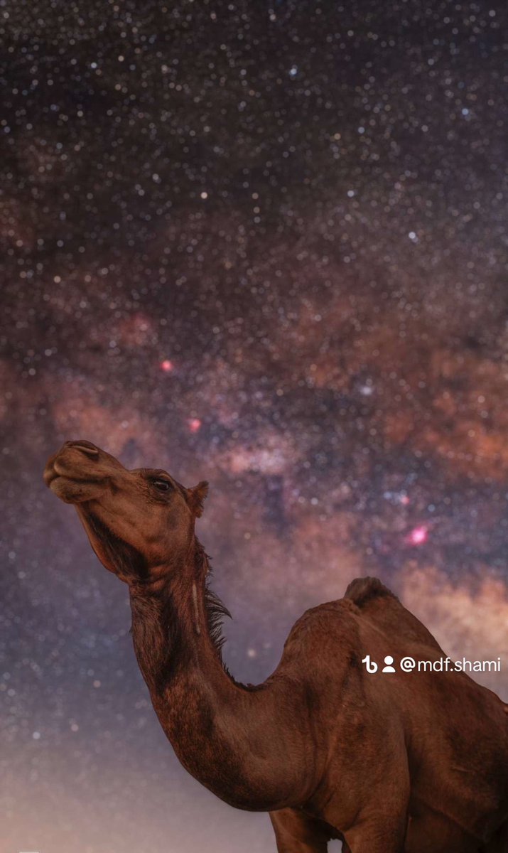 ORCA (@mdshami_) on Twitter photo 