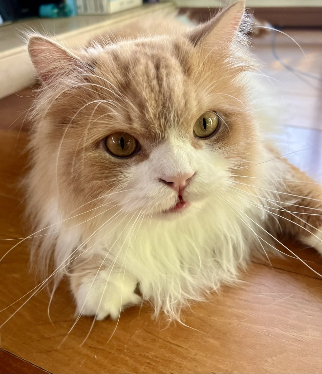 cat_chamame's tweet photo. 963日目の朝☀️ https://t.co/CaQyMJYhwB