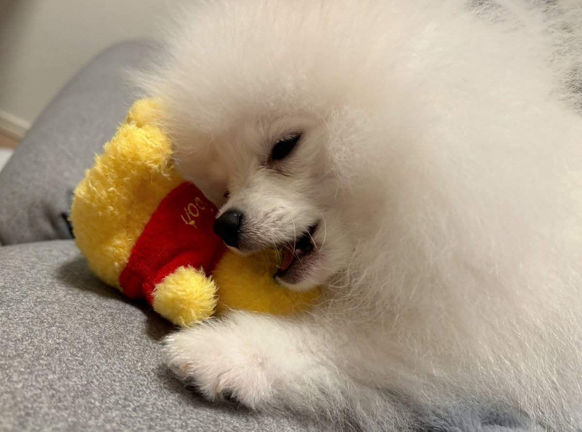 kumata_teddy's tweet photo. 🐻‍❄️「ぼくのプーしゃん🐝」

#ポメラニアン
#犬のいる暮らし https://t.co/ojJi0YDsV3