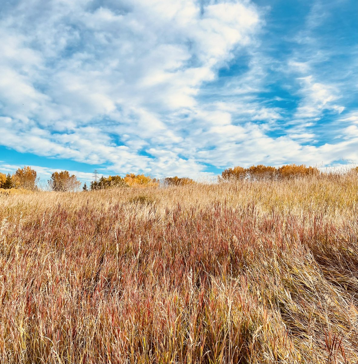 floreterna123's tweet photo. #yeg #autumn https://t.co/QfET1LLoT7