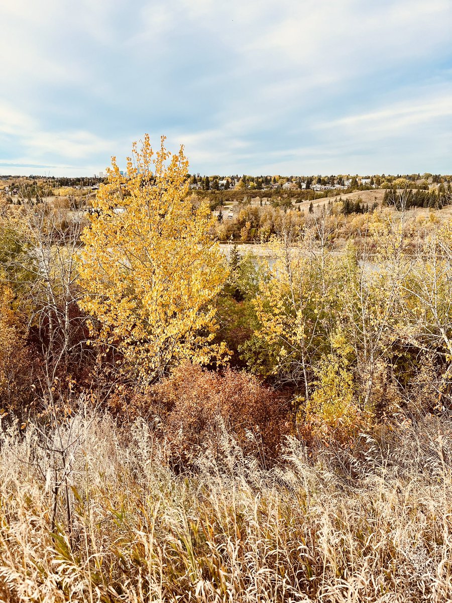 floreterna123's tweet photo. #yeg #autumn https://t.co/QfET1LLoT7