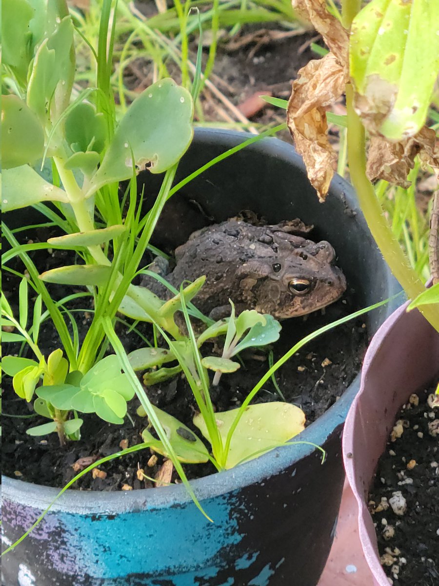 TammysSkipper's tweet photo. Well, hello, little friend 🐸 https://t.co/khbYYQjfK7