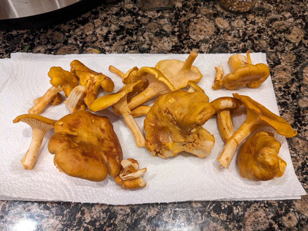 Went foraging with a friend and found some chanterelles!