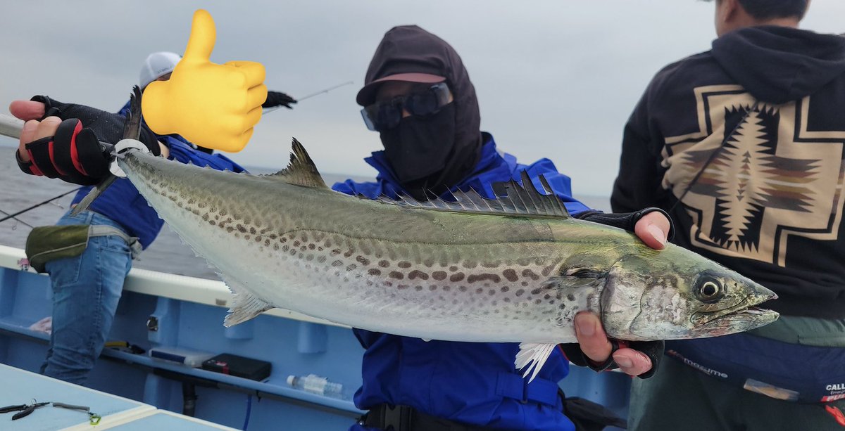 おはようございます❗️

昨日、東京湾奥で釣れたサワラを美味しく頂きました❗️

吉久  杉本船長のタモ入れ上手すぎ😆

また行きます🚤