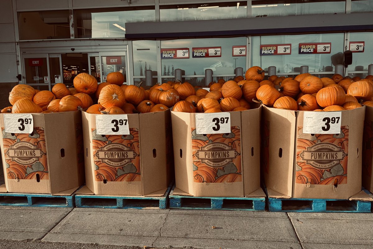 JAshleyNixon's tweet photo. Pumpkins, not turnips. Winter is coming.
Calgary, Alberta, Canada
#AlphabetChallenge #WeekNforNumbers https://t.co/ht8sLVY9Ag