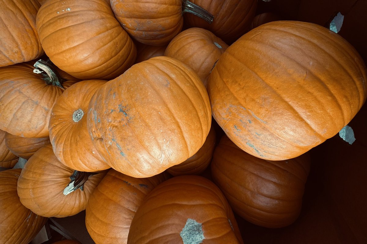 JAshleyNixon's tweet photo. Pumpkins, not turnips. Winter is coming.
Calgary, Alberta, Canada
#AlphabetChallenge #WeekNforNumbers https://t.co/ht8sLVY9Ag