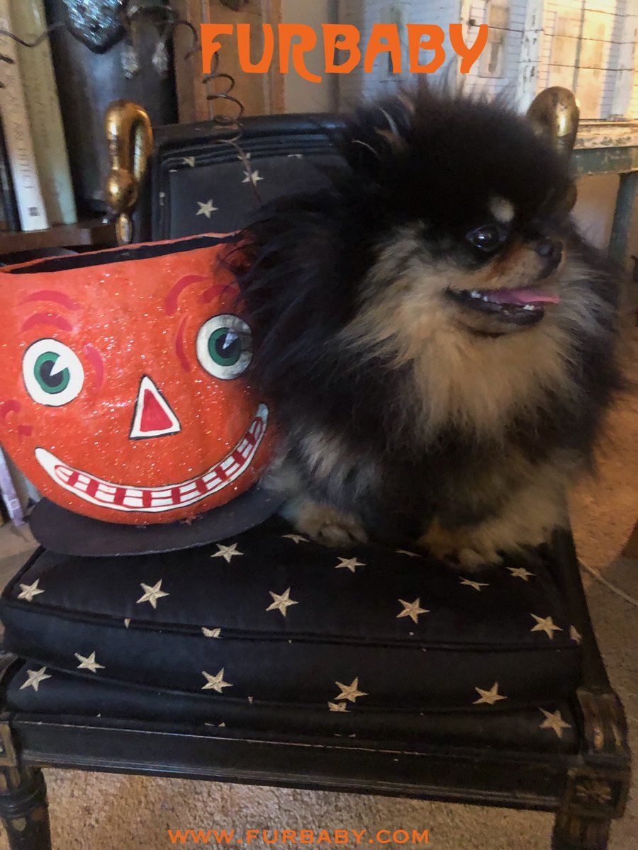 furbabyco's tweet photo. Furbaby Fall ♥️ 🎃 #Pomeranian #furbaby #pets #Pom #cheray #dogs #brand #celebrity #furbabyco #celebritypets #Halloween2024 https://t.co/BL9WBf7VOY