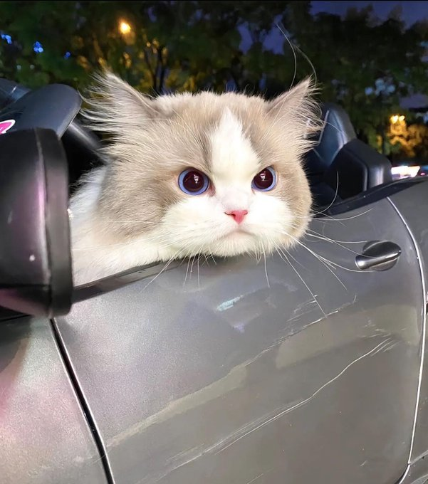 怒っている運転手😡